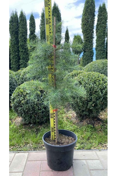 Модрина європейська - 5л/вис.80-100см/Ø30-40см